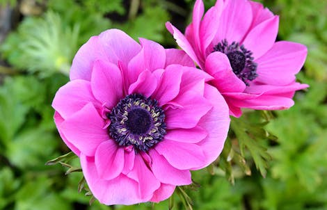Photograph of a anemone