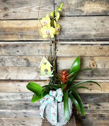 Orchid Garden Combo
