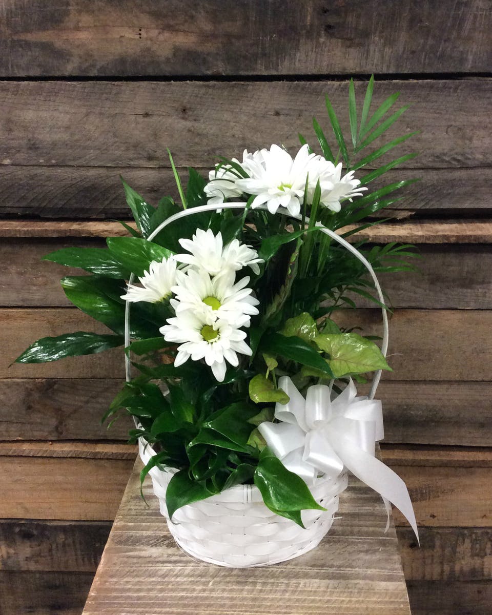 Dish Garden in a Basket (Standard) Port Charlotte(FL) Plant Delivery