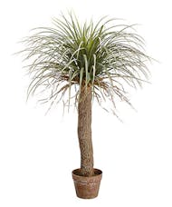 Desert Palm Plant (Silk)