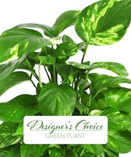 Designer's Choice- Green Plant