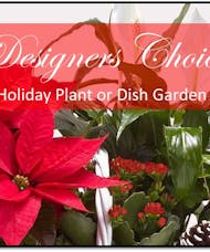 Designers Choice Holiday Plant or Dish Garden