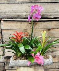 Driftwood Orchid Bromeliad Combo