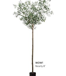 Olive Tree (Silk)