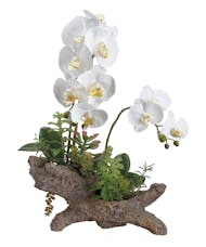 Phalaenopsis Succulent Log (Silk)
