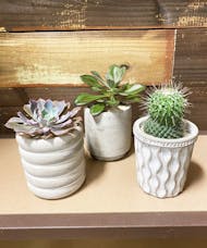 Industrial Succulent Collection