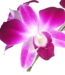 Dendrobium Orchid Corsage