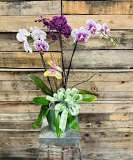 Triple Orchid